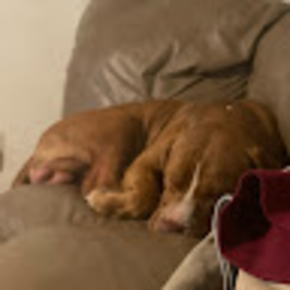 Meet your Posher, Alexis